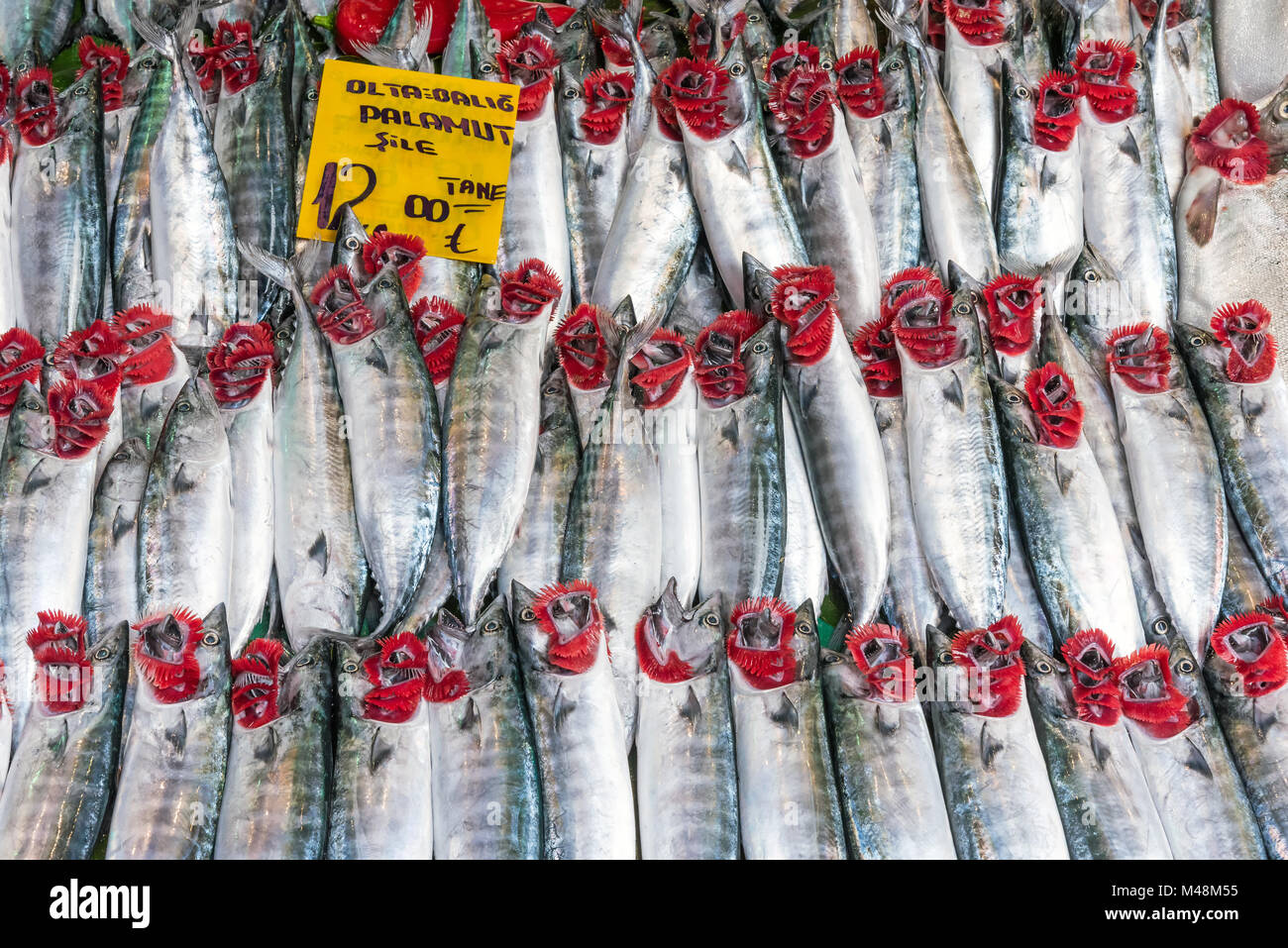 Fresh atlantic bonito for sale at a market in Istanbul Stock Photo