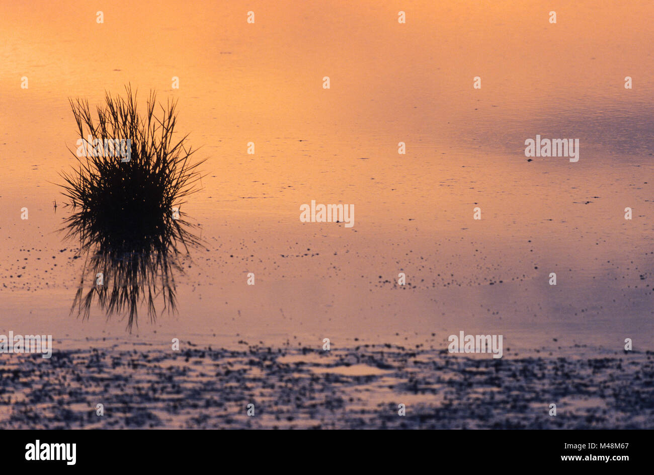 Common Cord-grass in Wadden Sea at North Sea coast Stock Photo