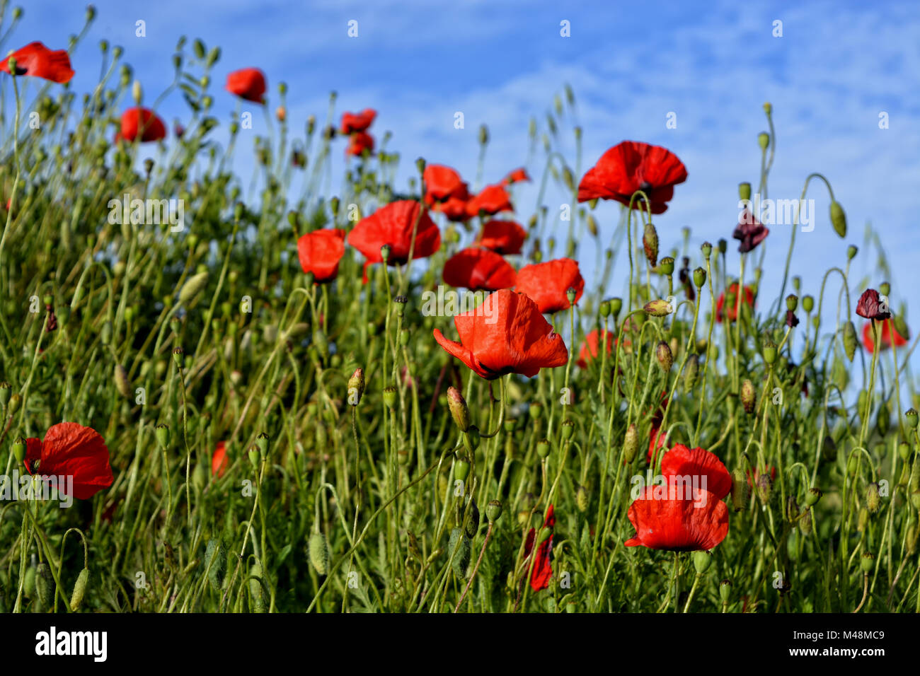 Field poppies hi-res stock photography and images - Alamy