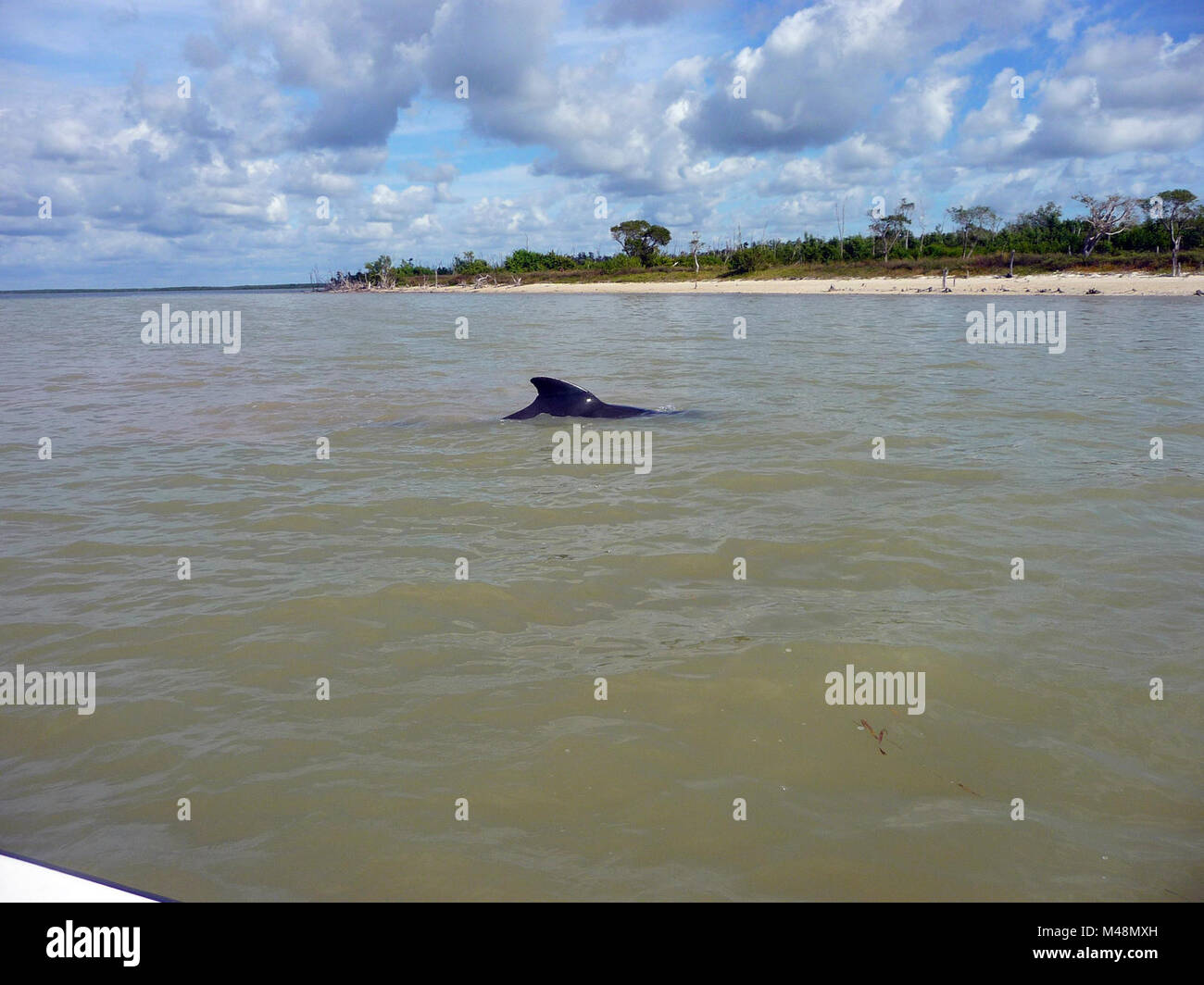 Live whale hi-res stock photography and images - Alamy