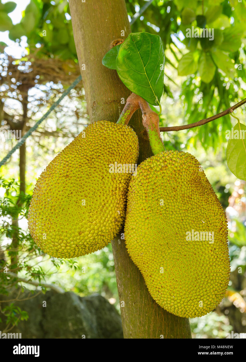 Jackfruit (Artocarpus heterophyllus) also known as jack tree. The