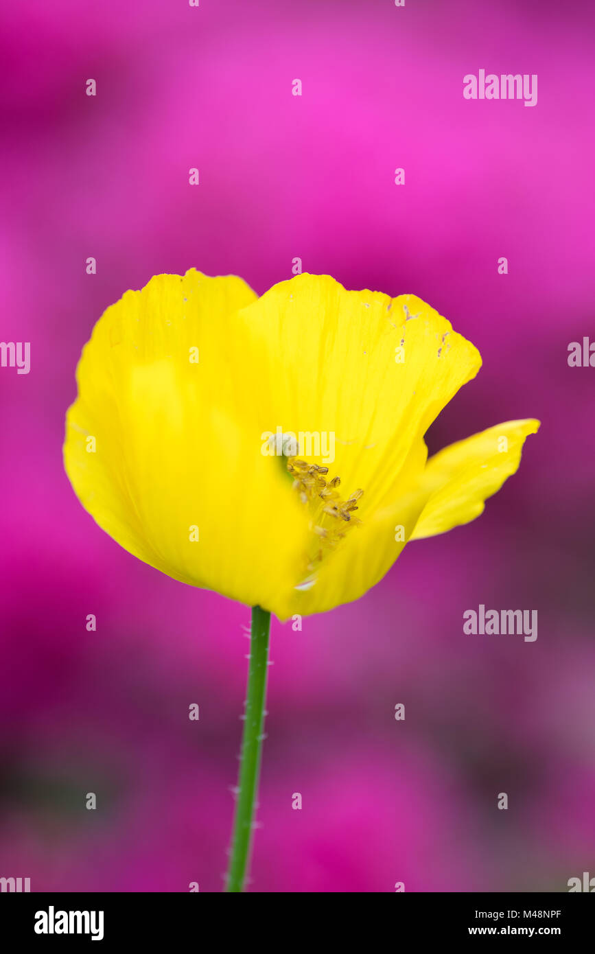 Yellow iceland poppy Stock Photo