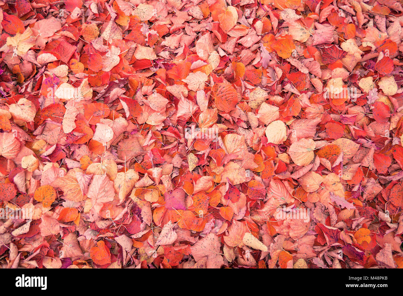 Pastel colored foliage in close-up in the autumnal season. Stock Photo