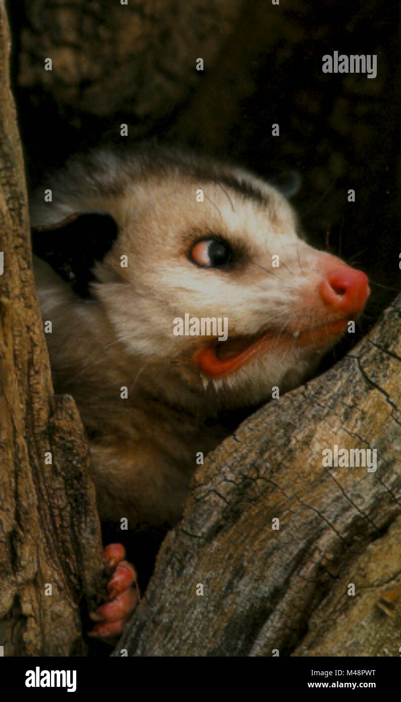 Possum EVER Stock Photo - Alamy