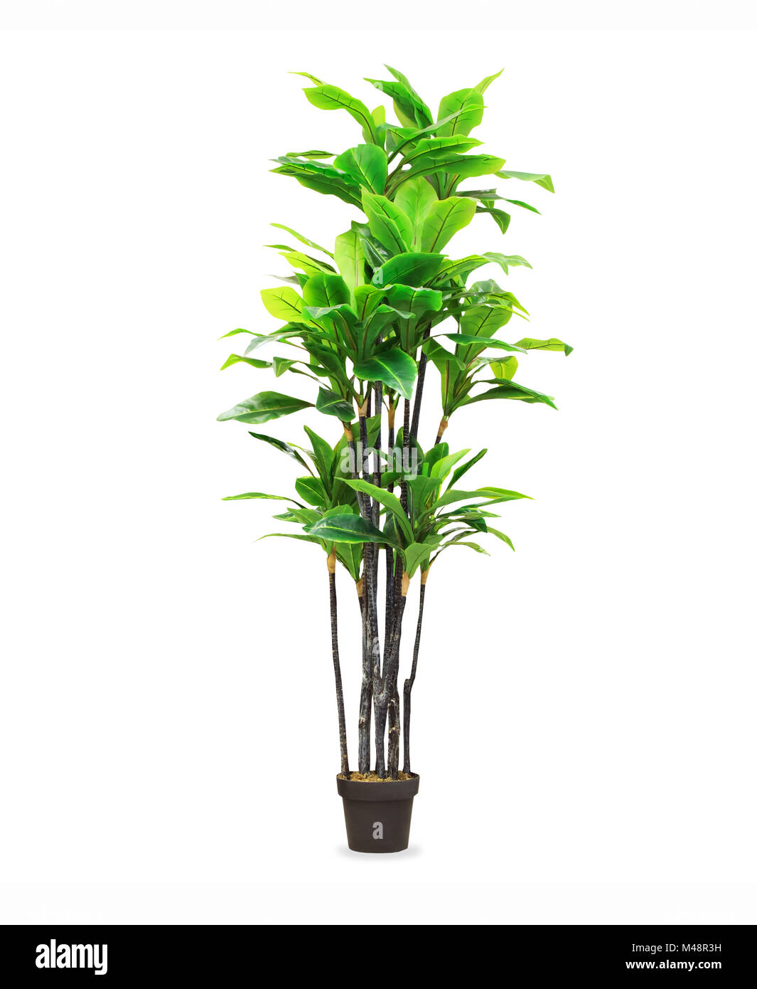 Big dracaena palm in a pot isolated over white Stock Photo