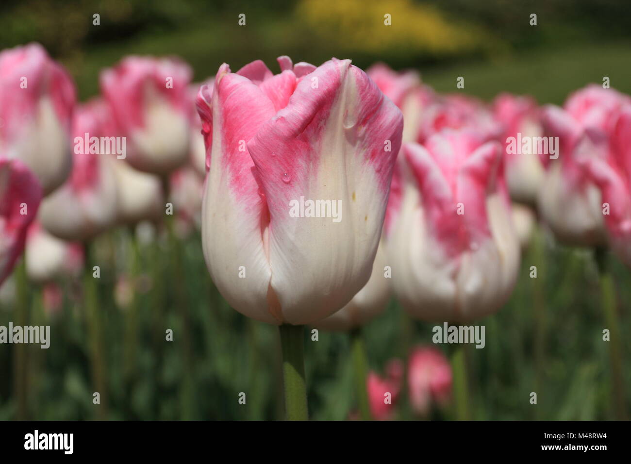 White pink tulips Stock Photo