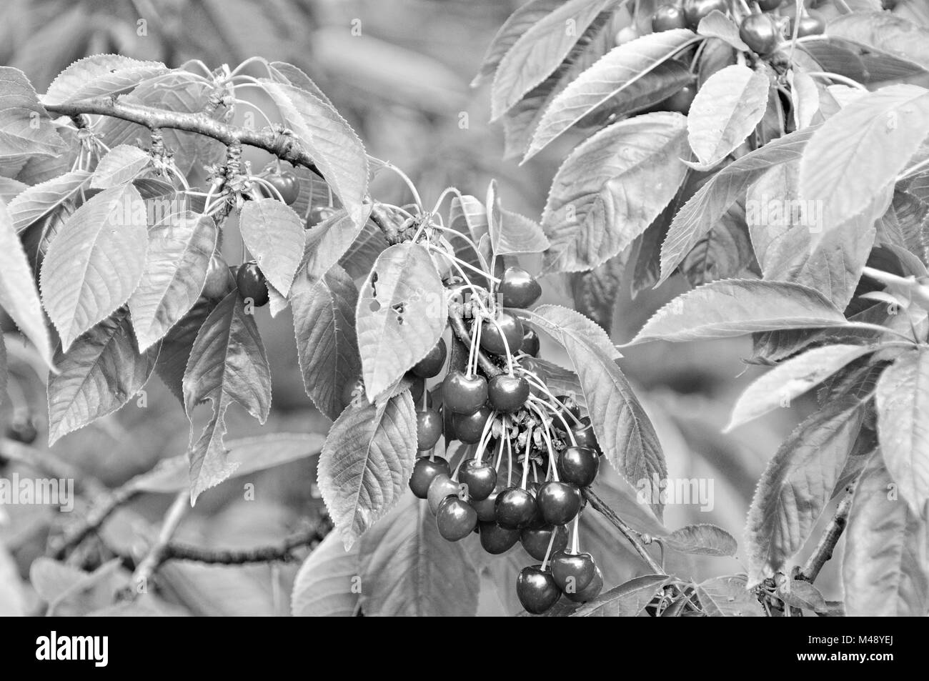 the sweetest cherry the cherry for the distillery black-white Stock Photo