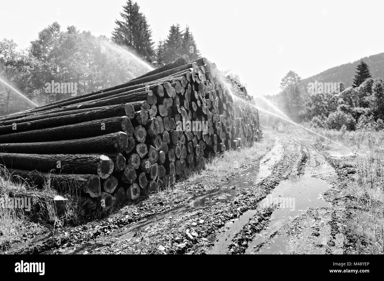 Wet hold for conserving the wood black and white Stock Photo
