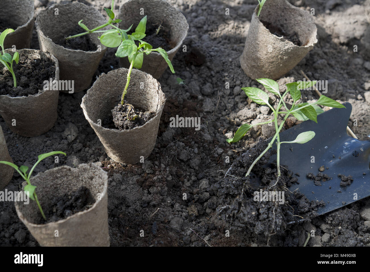 Planting young peppers seedlings in peat pots on soil background Stock ...