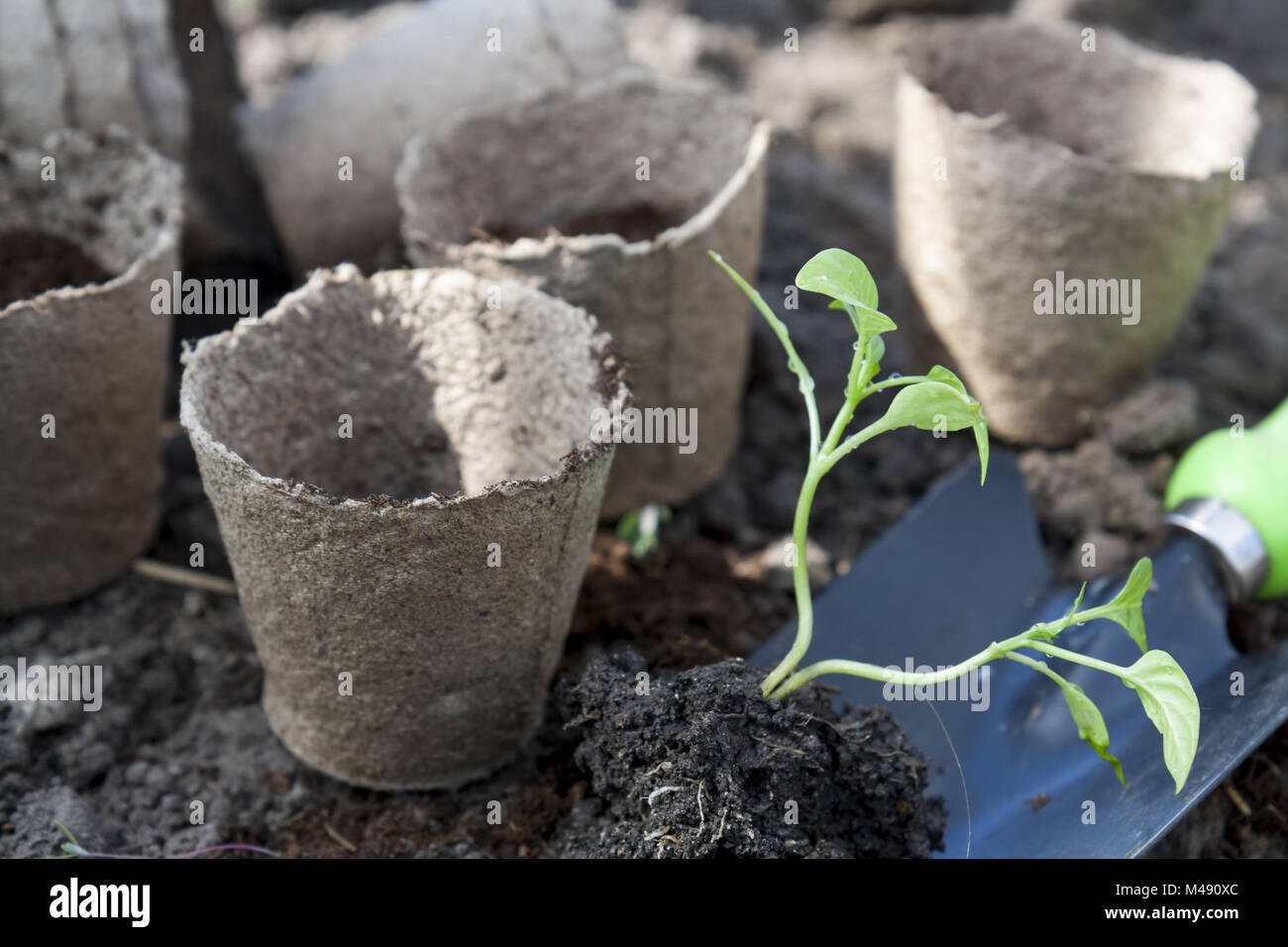 Planting young peppers seedlings in peat pots on soil background Stock ...