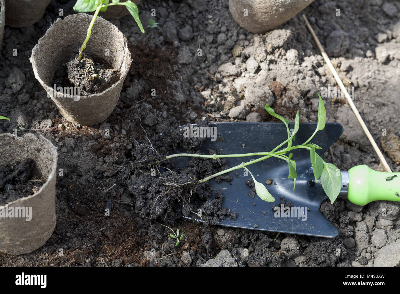 Planting young peppers seedlings in peat pots on soil background Stock ...