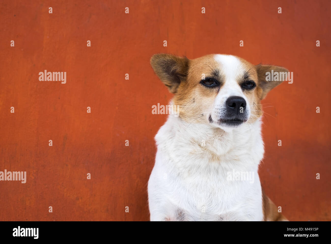White and frown ugly dog look arrogant. SHe is like a real boss Stock Photo