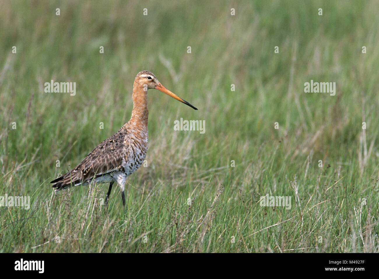 Black-tailed Godwit is a long-legged and long-billed shorebird Stock Photo