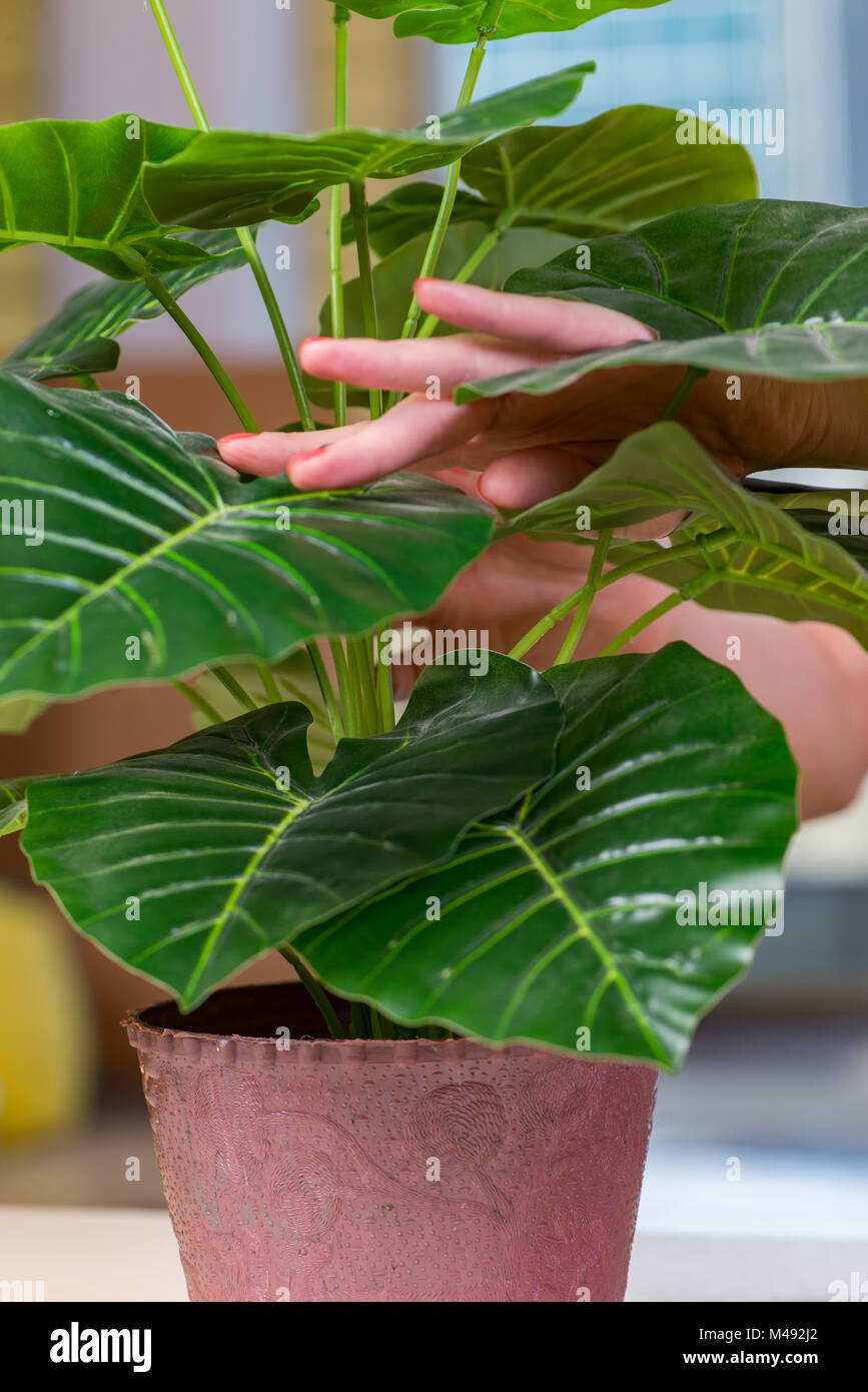 Woman taking care of home plants Stock Photo Alamy