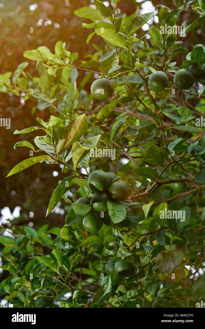 Limes growing on tree. Growing ready for harvest lemons Stock Photo Alamy