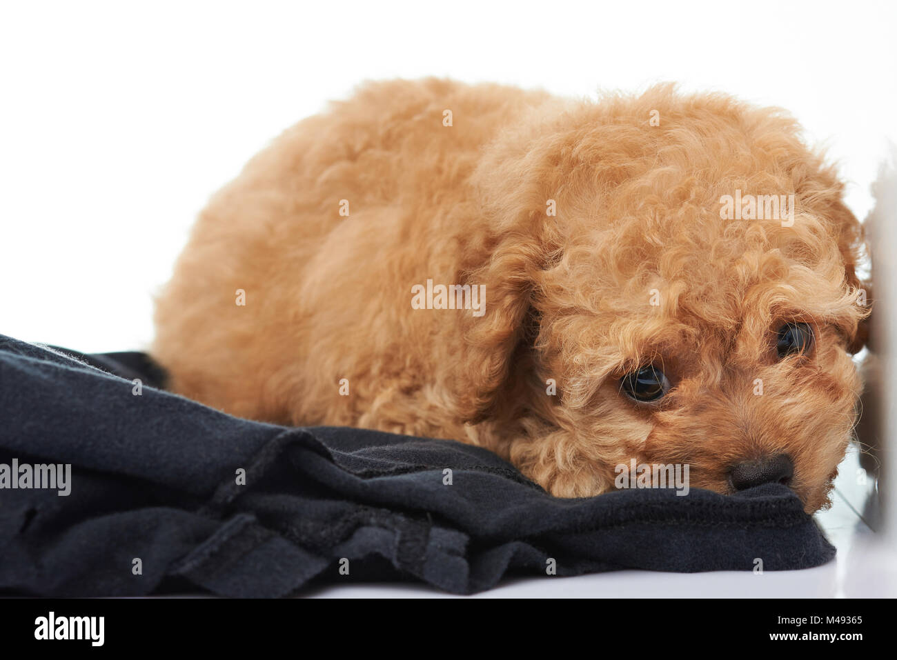 Tan teacup on sale poodle