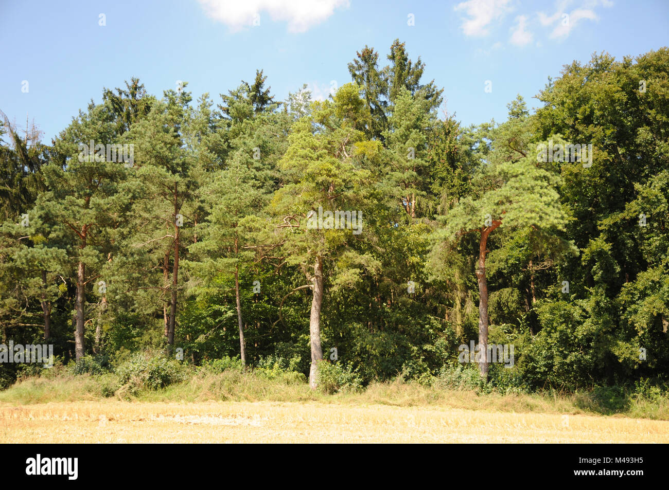 Pinus sylvestris, Scots pine, Viscum album, Mistletoe Stock Photo