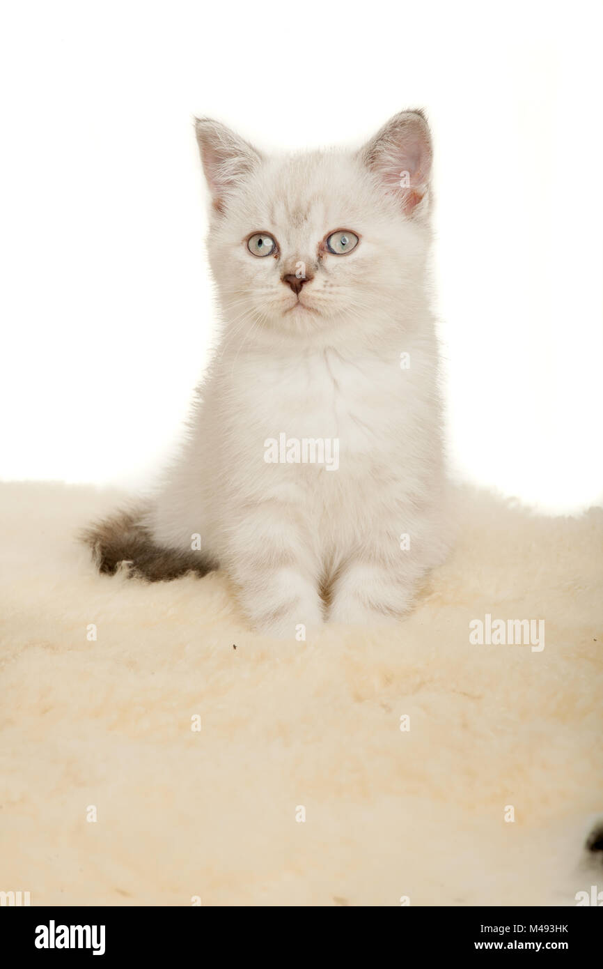 Portrait Of British Shorthair Kitten Sitting Color Point Color