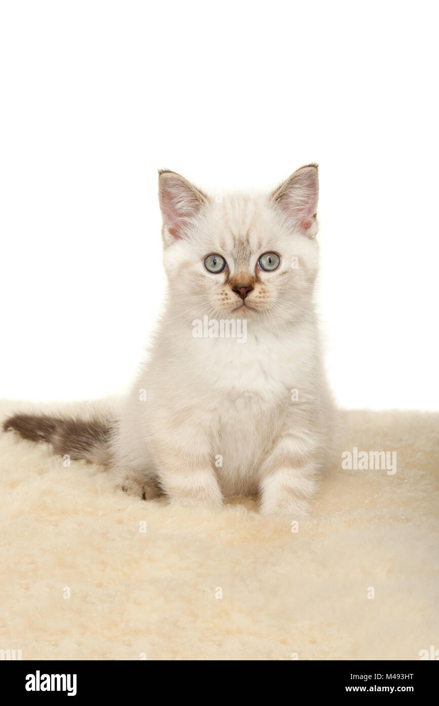 Portrait Of British Shorthair Kitten Sitting Color Point Color