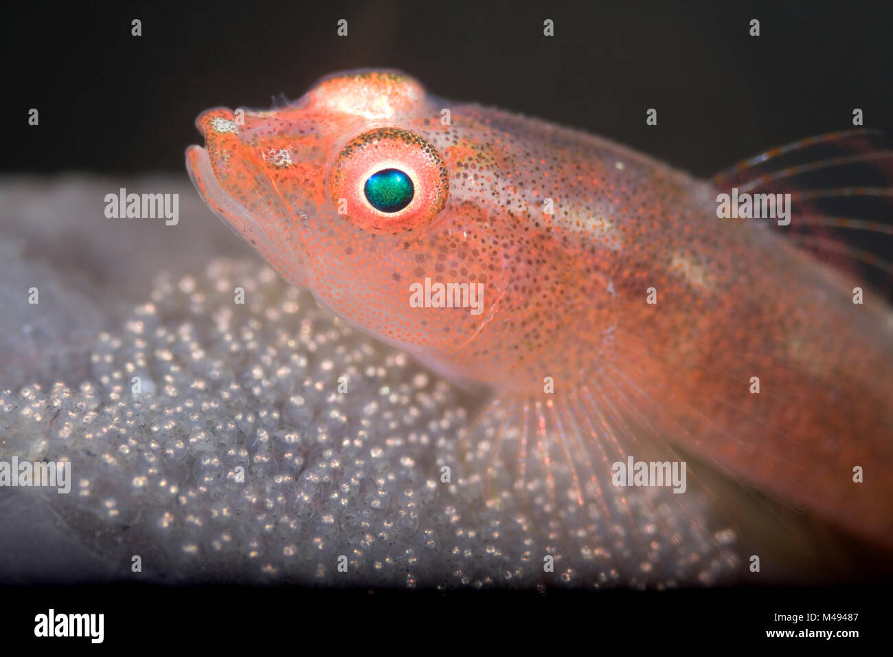 Common ghost goby (Pleurosicya mossambica) diligently guarding its  brood of eggs on the surface of a sponge, in the muck at Lembeh Strait, North Sulawesi, Indonesia. Stock Photo