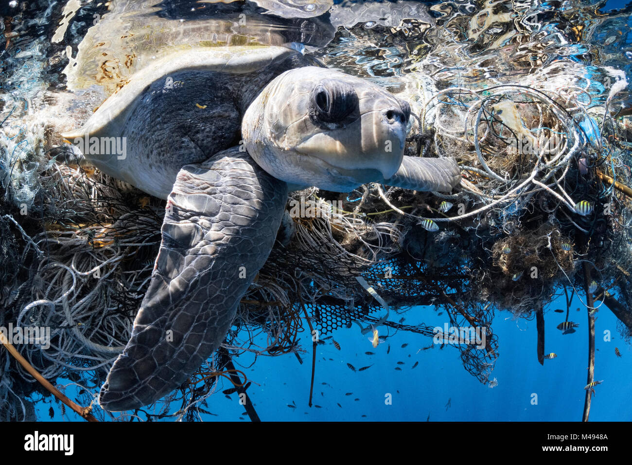 Olive ridley turtle (Lepidochelys olivacea) female entangled in a very large ghost fishing net in the Indian Ocean.  She was successfully released. March 2014 Stock Photo