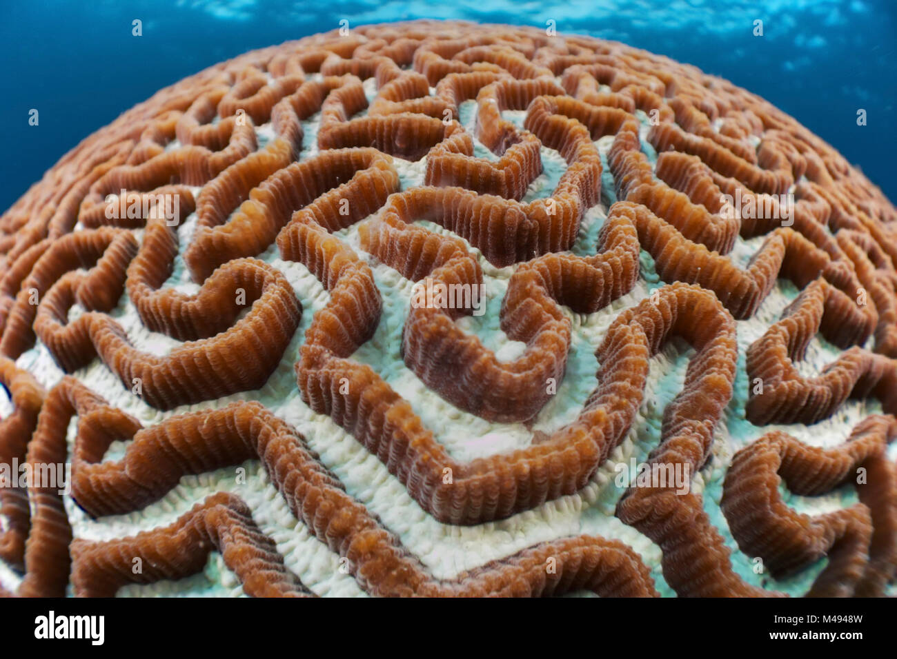 Hard coral (Platygyra) in shallow blue water, Ambon, Indonesia Stock Photo