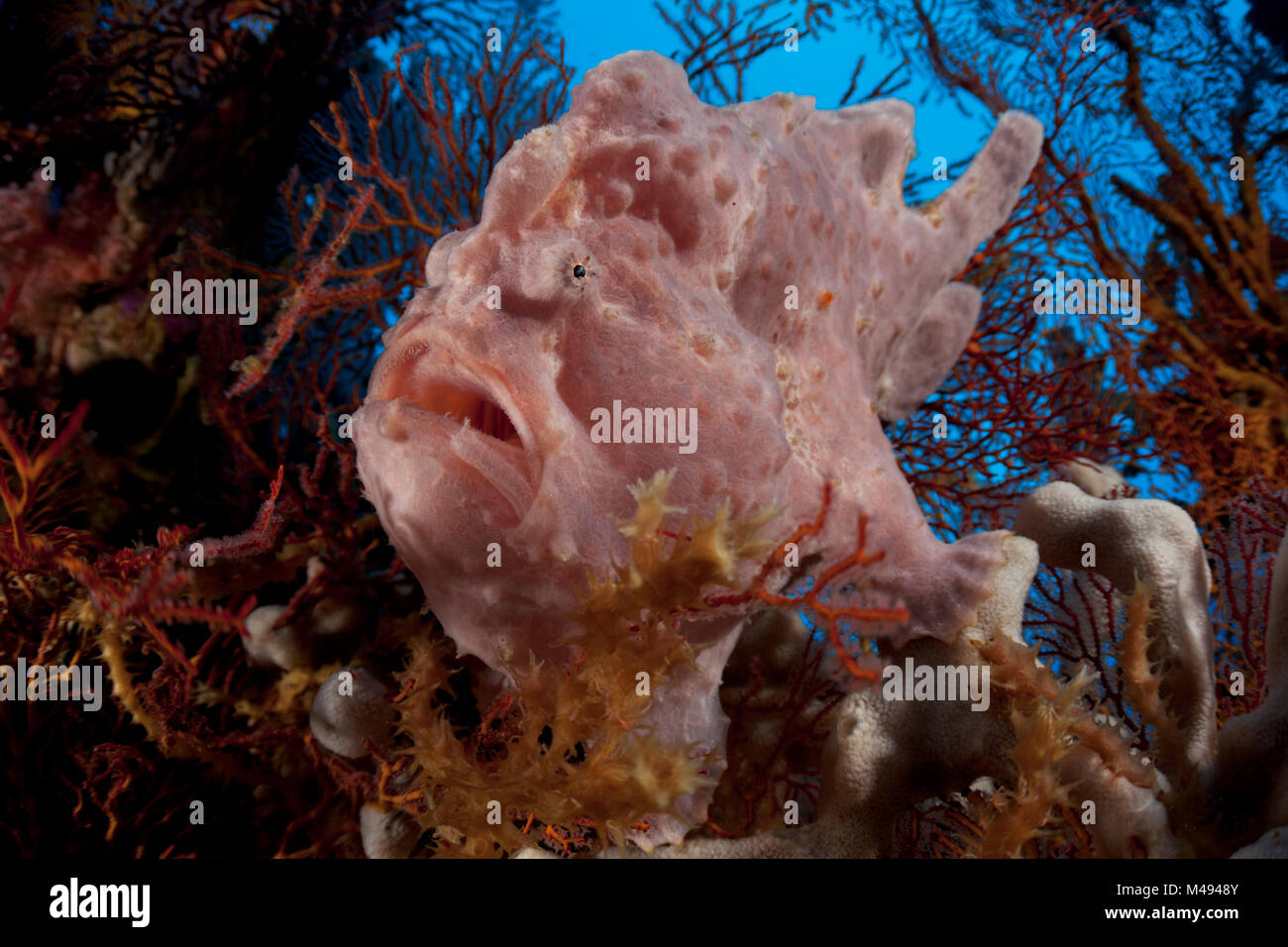 Commerson's frogfish (Antennarius commersoni) sitting on a sponge concealed by sea fans, Shaw Thing, Eastern Fields of Papua New Guinea. Stock Photo