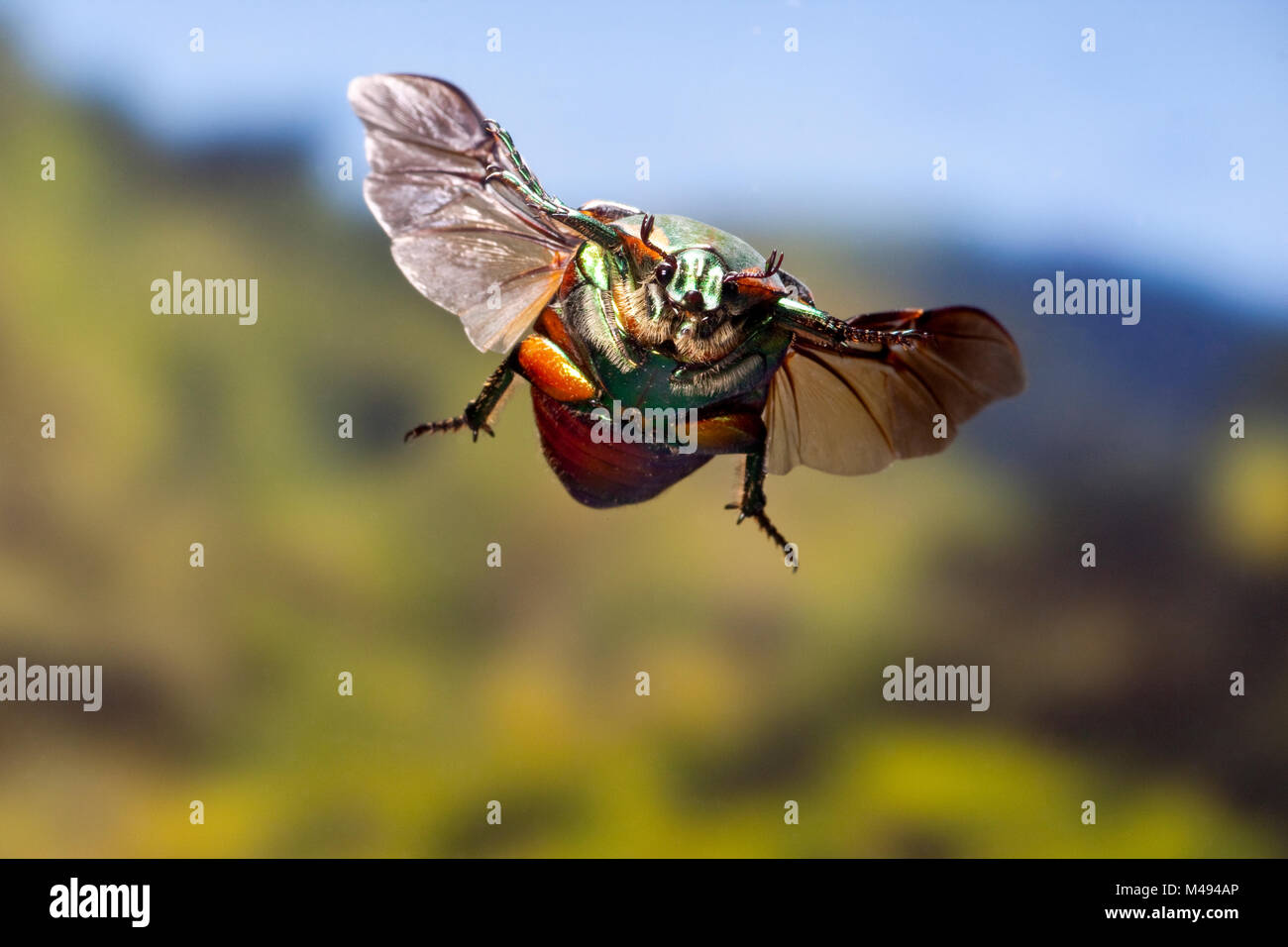 Green june beetle (Cotinis nitida) in flight Williamson County, Texas, USA Controlled conditions. October Stock Photo