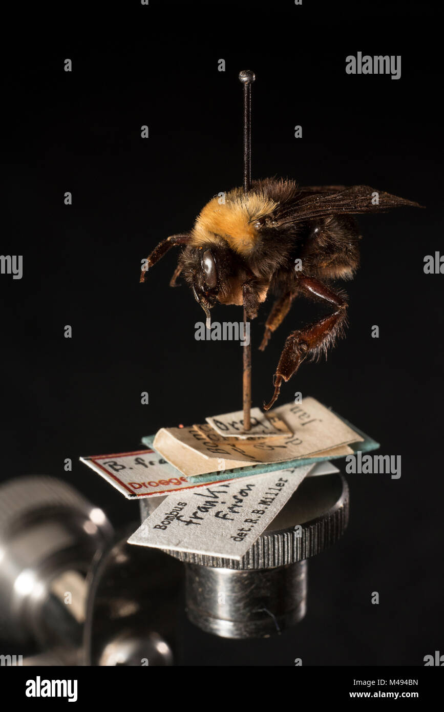 United states bumblebees hires stock photography and images Alamy