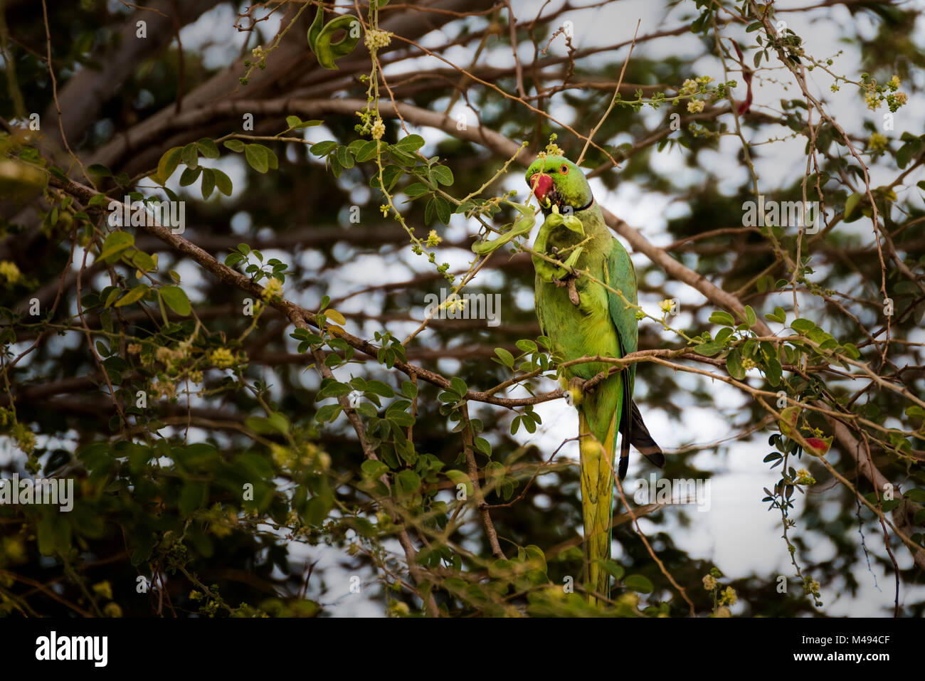 Roseringed parakeet male (parrot) swinging, eating on tamrind tree in