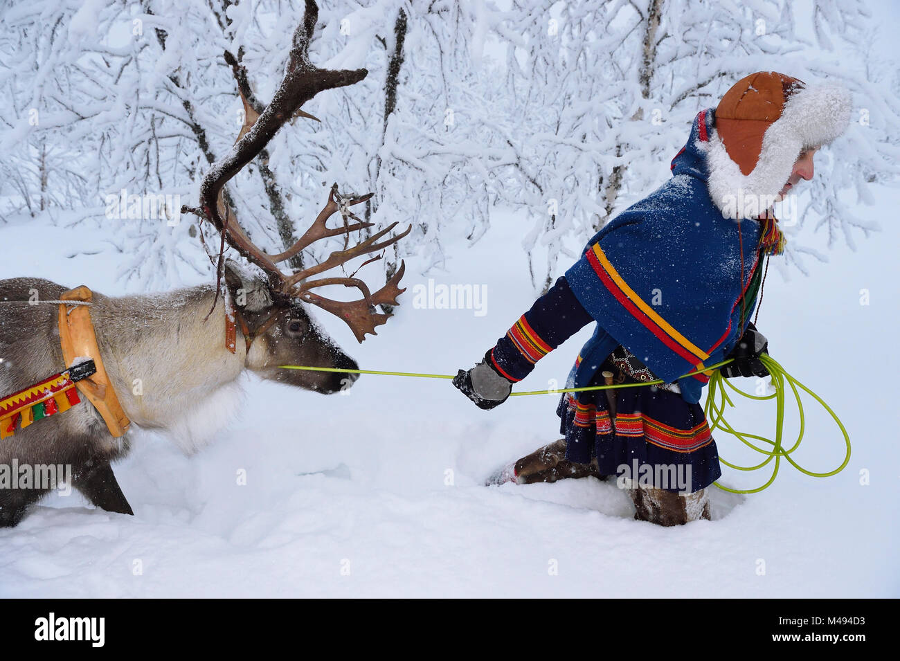 Reindeer sledding in - 25 C, Jukkasjarvi, Lapland, Laponia, Norrbotten county, Sweden Model released. Stock Photo