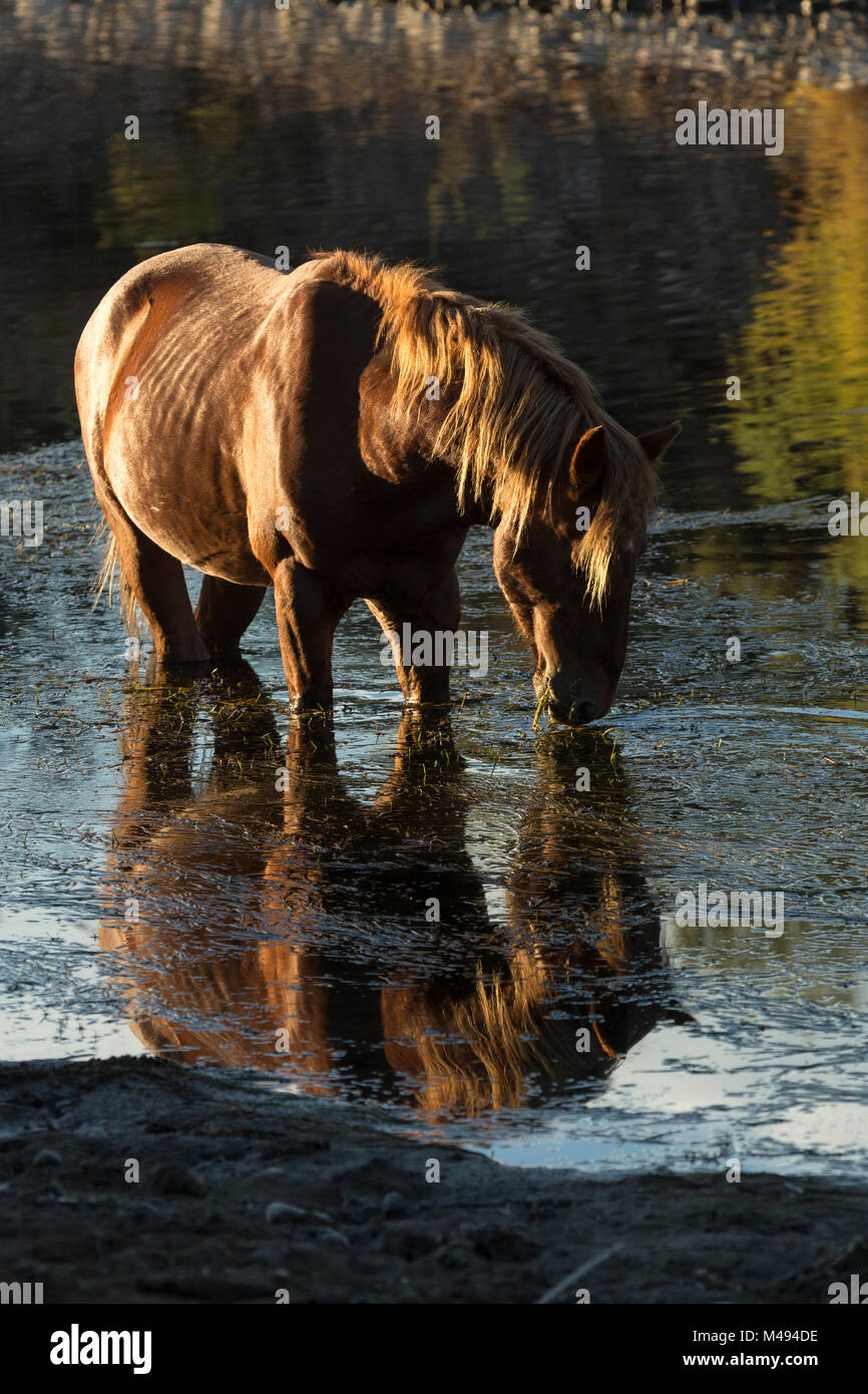 Wild Salt River stallion grazing in water, living wild in  Tonto National Forest, Arizona, USA. October. Stock Photo