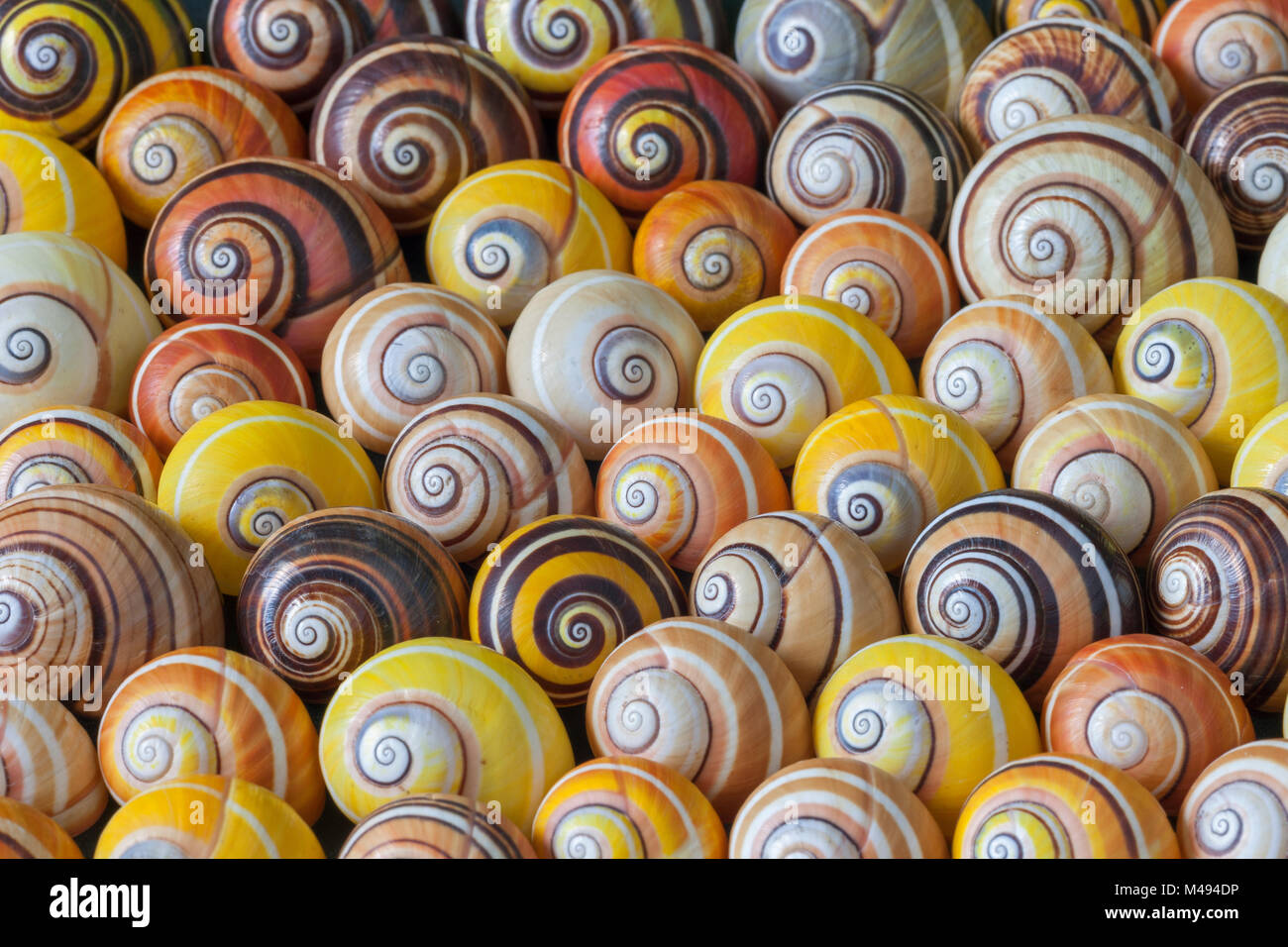 Land snail (Polymita picta) collection of  shells showing variation in patterning, Cuba. Endemic species. Stock Photo