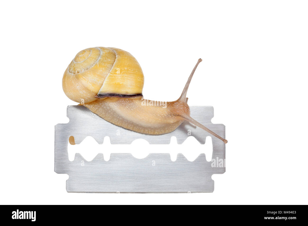 Land snail / Brown-lipped snail (Cepaea nemoralis) crawling over a razor blade. The constantly produced mucus is a protection shield between the sole of the snail and the razor blade whilst the snail remains unharmed. Germany. Captive. Stock Photo