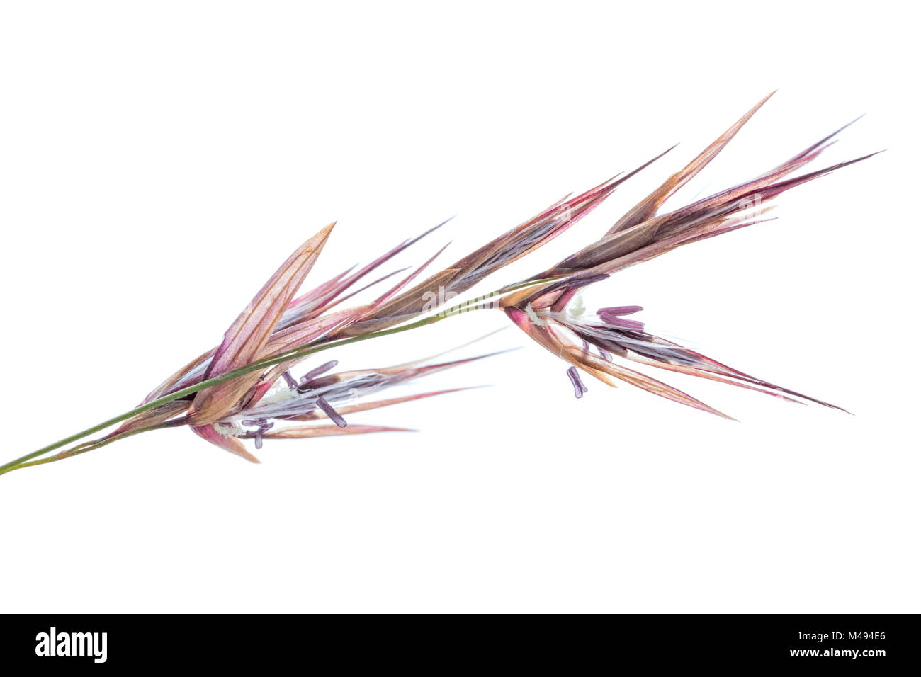 Reed (Phragmites australis) detail of flowers, Germany Stock Photo