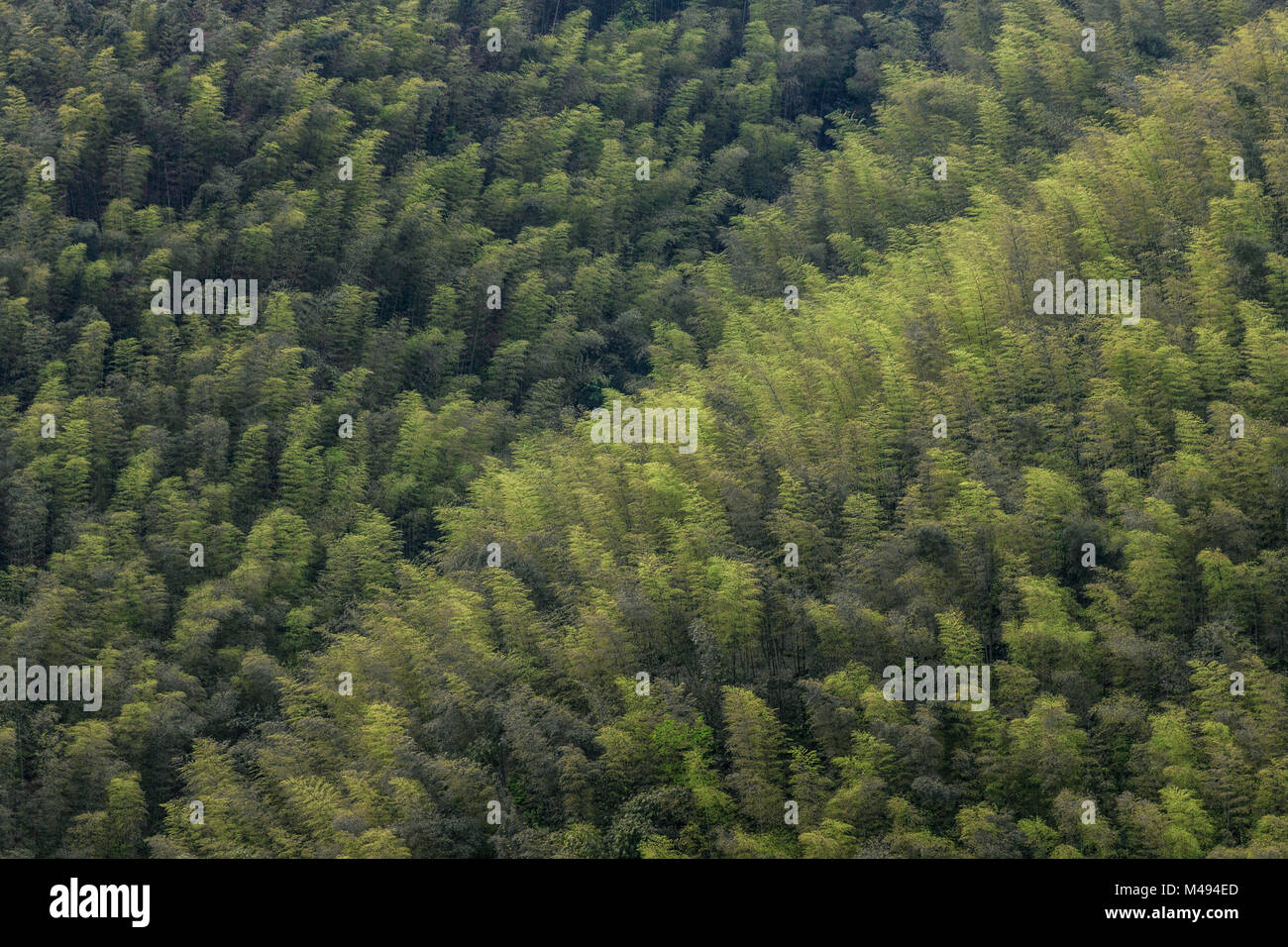 Bamboo (Phyllostachys heterocycla) forest, Shunan Bamboo Sea, Shunan Zhuhai National Park, Sichuan, China Stock Photo
