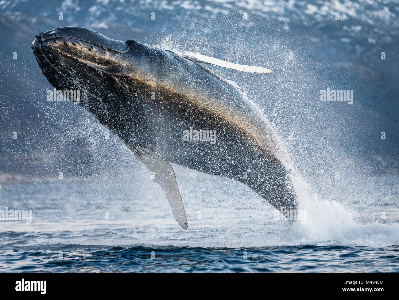 North atlantic humpback whale breaching hi-res stock photography and ...