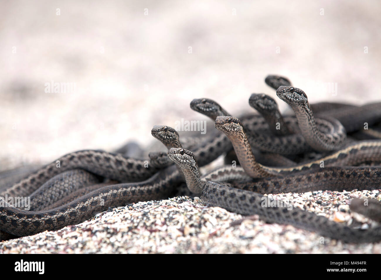 Galapagos racer snakes (Pseudalsophis biserialis) group alert watching
