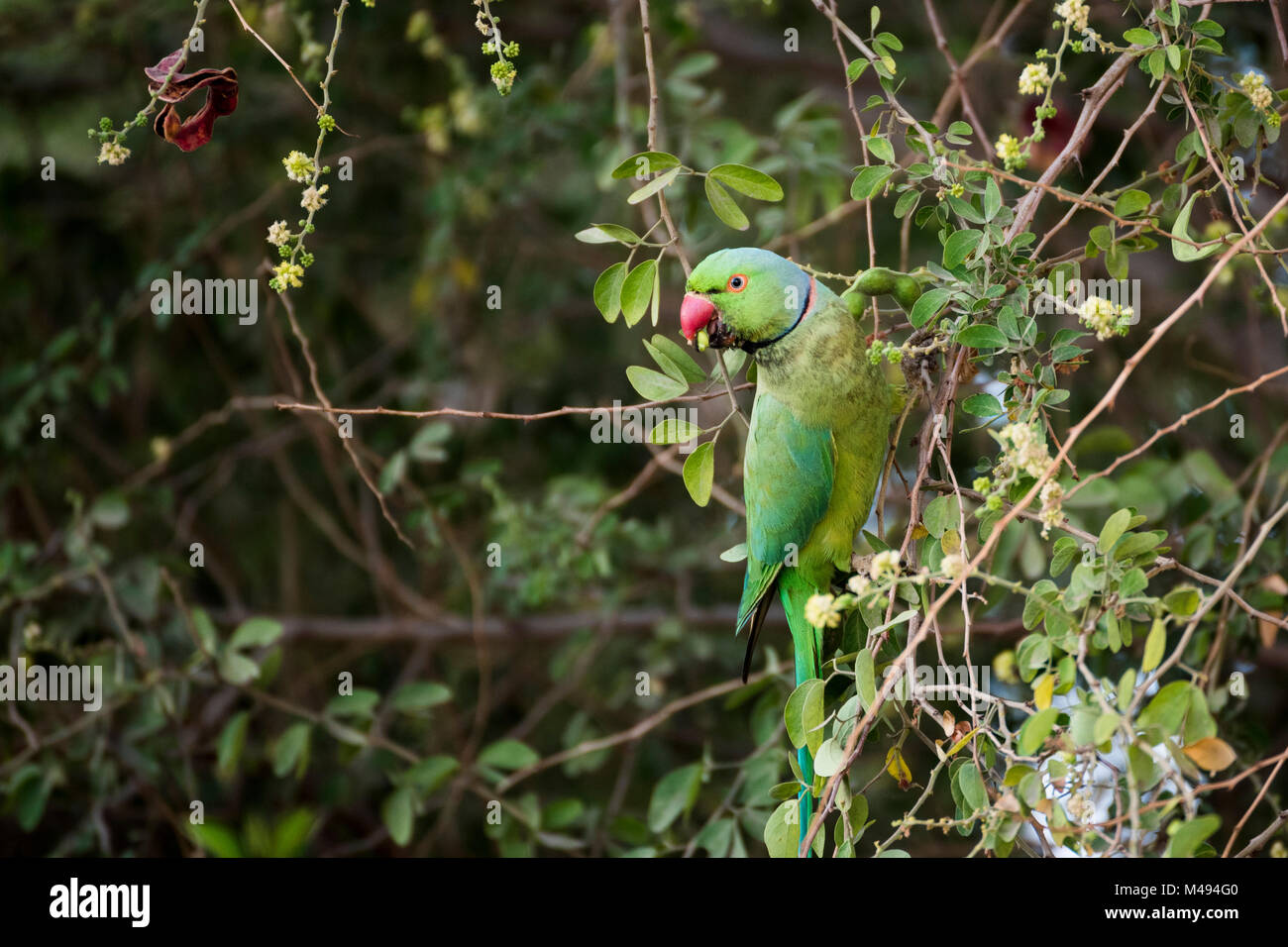 Roseringed parakeet male (parrot) swinging, eating on tamrind tree in