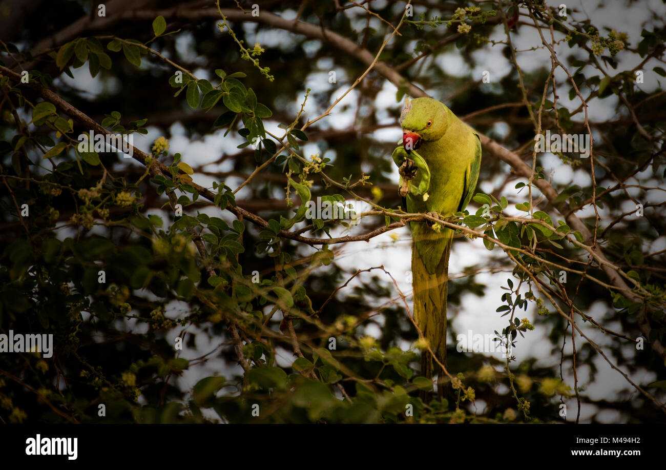 Roseringed parakeet female (parrot) swinging, eating on tamrind tree