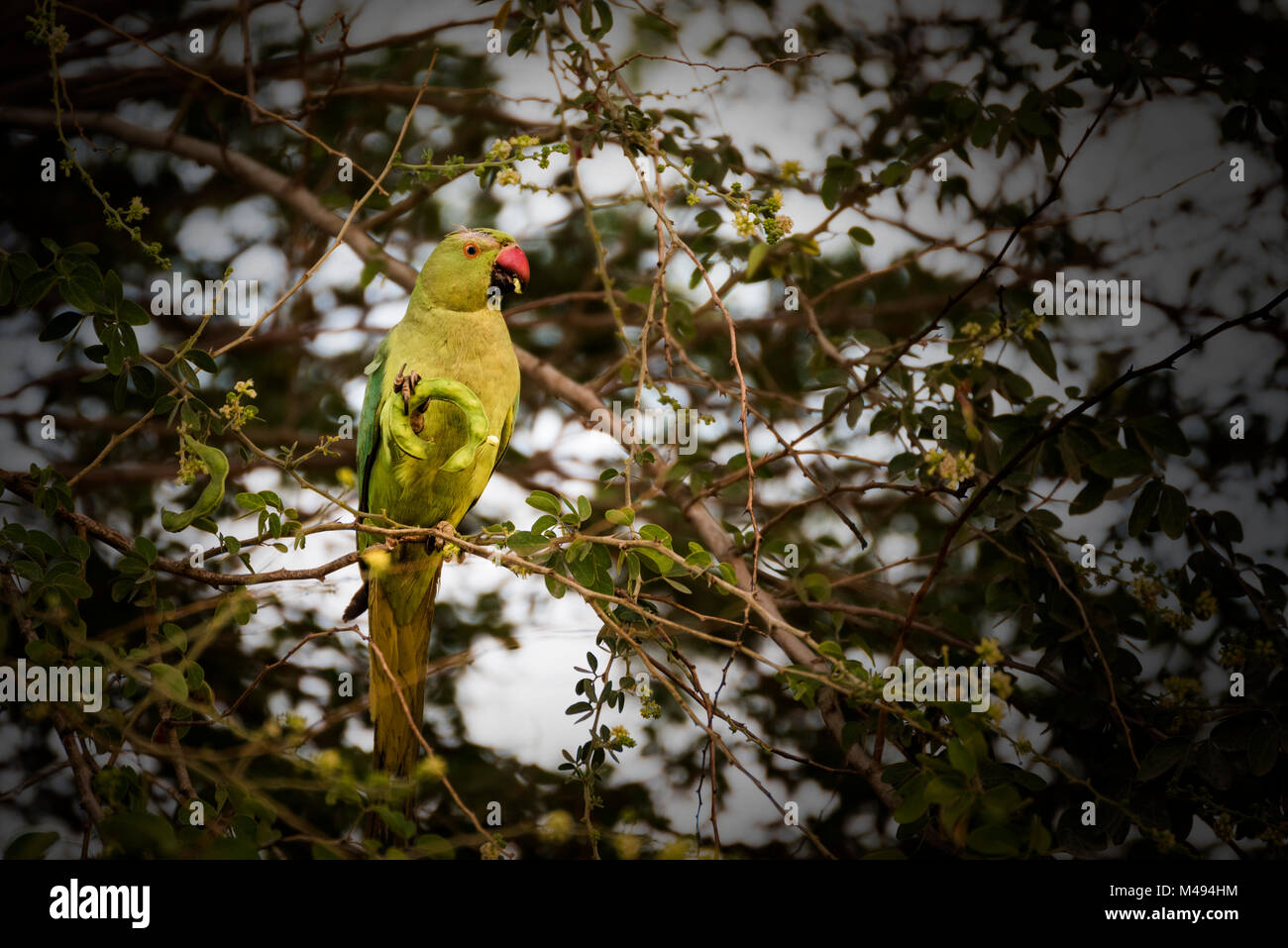 Female parrot hires stock photography and images Alamy