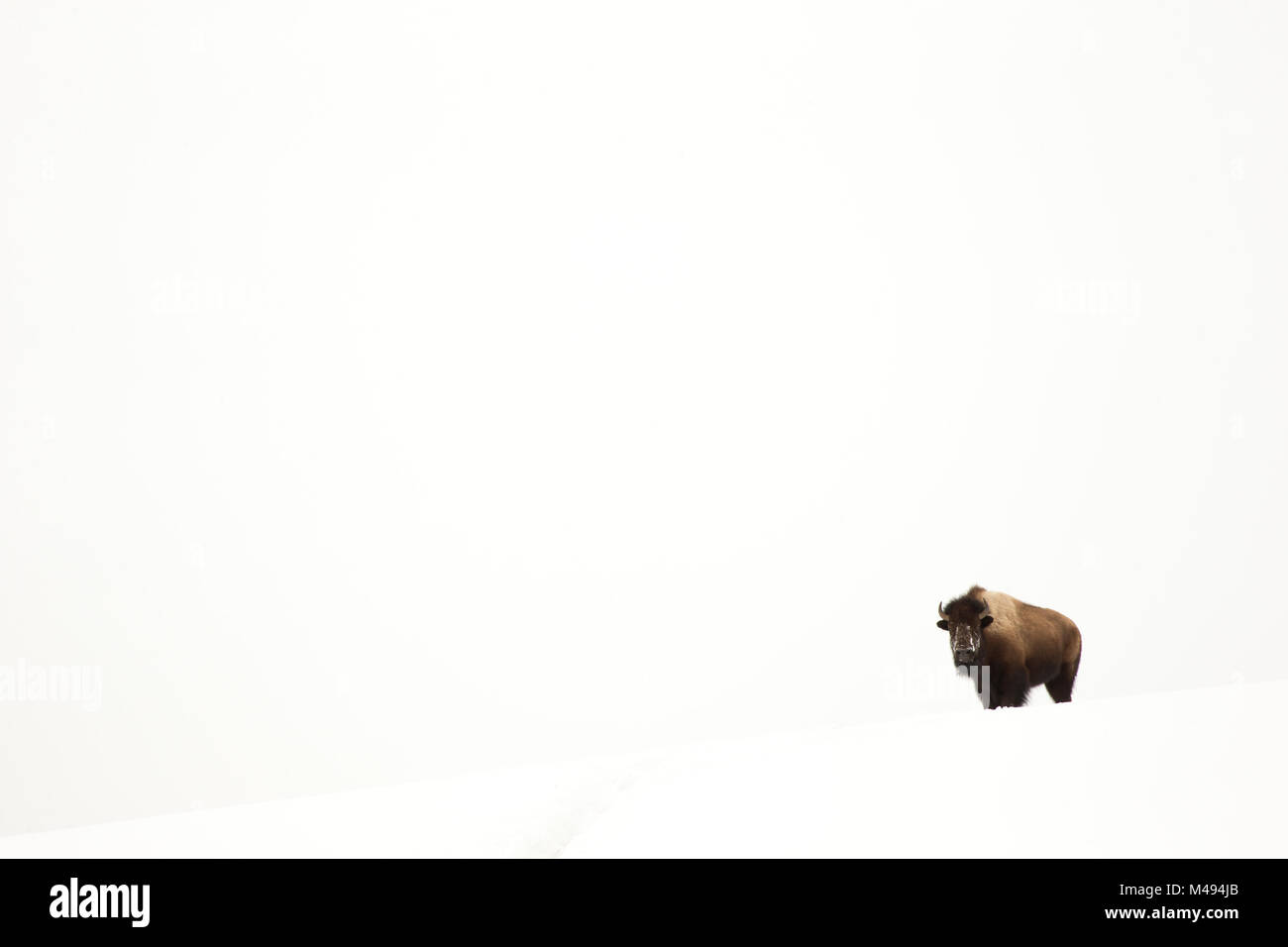 Bison (Bison bison) single animal in snow, Yellowstone National Park, Wyoming, USA, February Stock Photo