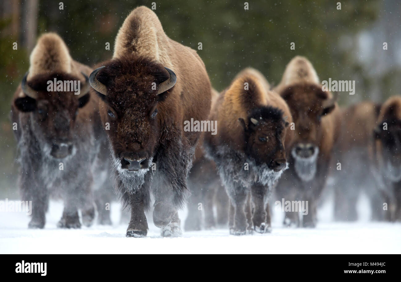 Bison (Bison bison) herd walking in snow, Yellowstone National Park, Wyoming, USA, February Stock Photo