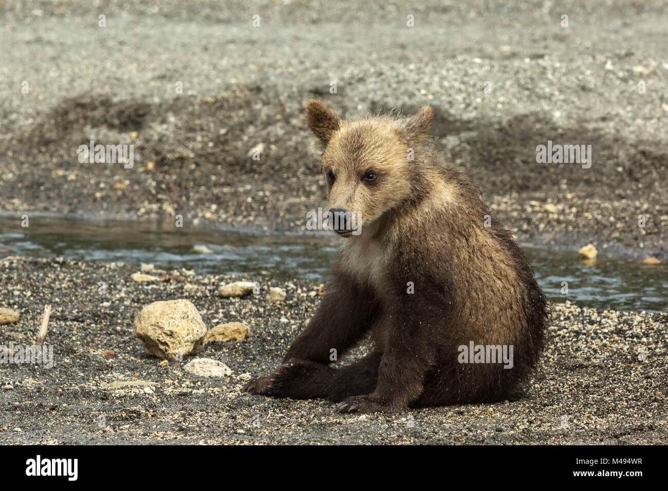 Brown bear cubs on the shore of Kurile Lake Stock Photo Alamy