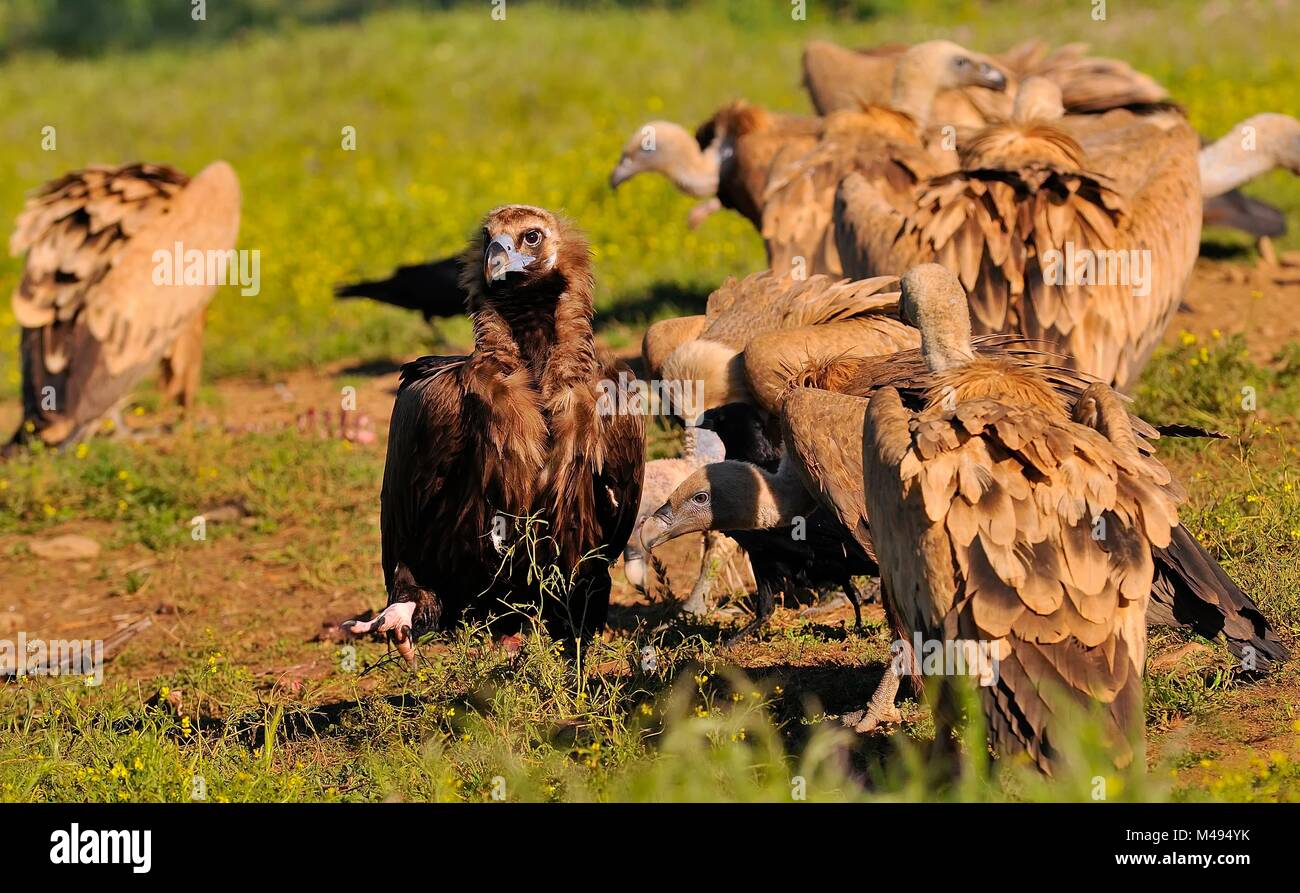 Cinereous vulture with griffon vultures eating carrion Stock Photo