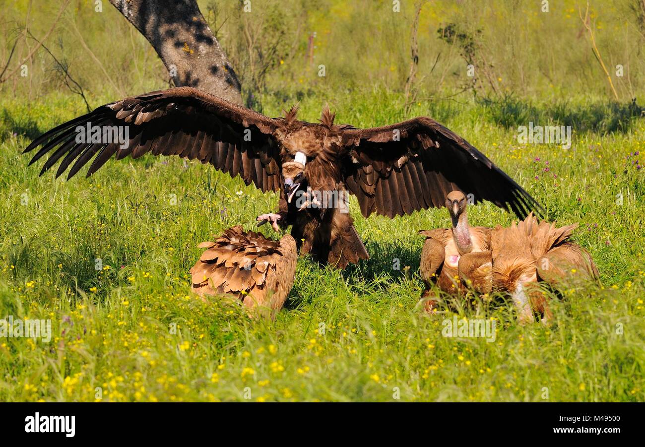 Cinereous vulture attacking a griffon vulture in the meadow of