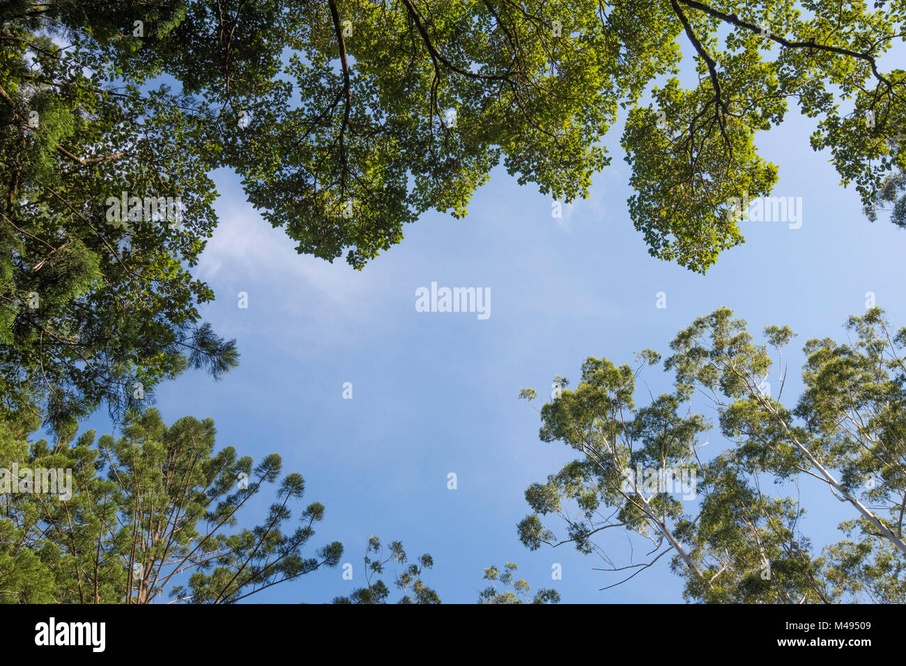 Looking up to the top of a stand of native Australian trees including Hoop Pines and Flooded Gums at the Yarriabini National Park in NSW, Australia Stock Photo
