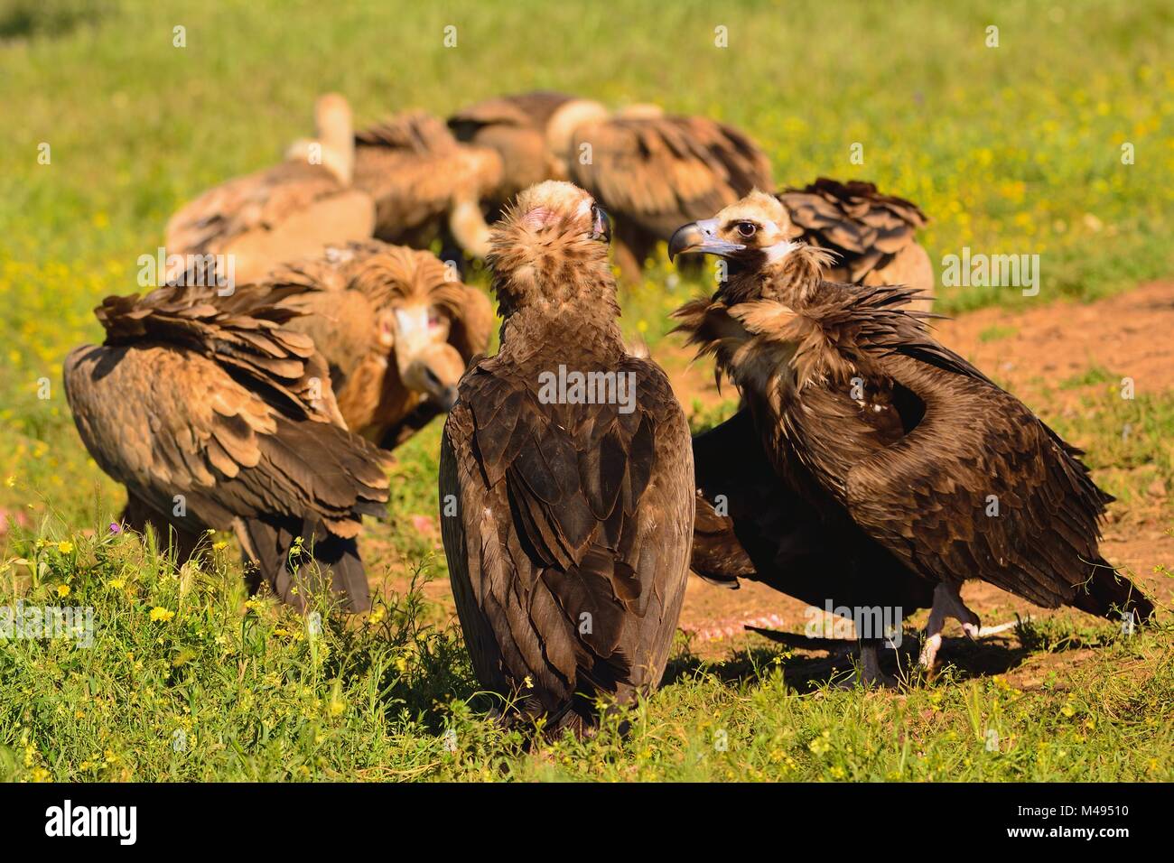 Two cinereous vulture with griffon vultures eating carrion Stock Photo