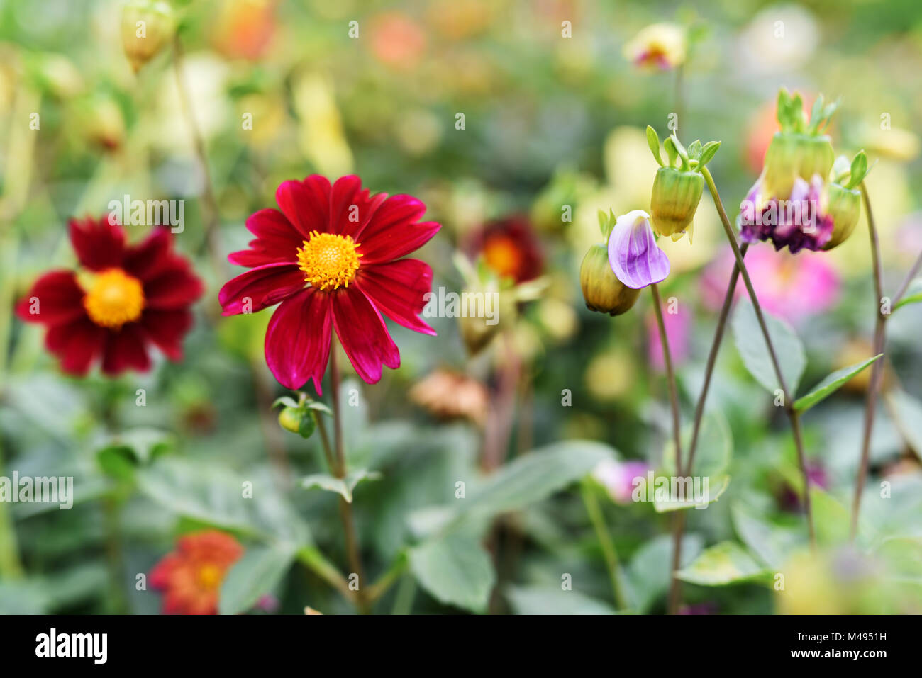 Bright flowers color close-up city streets Stock Photo