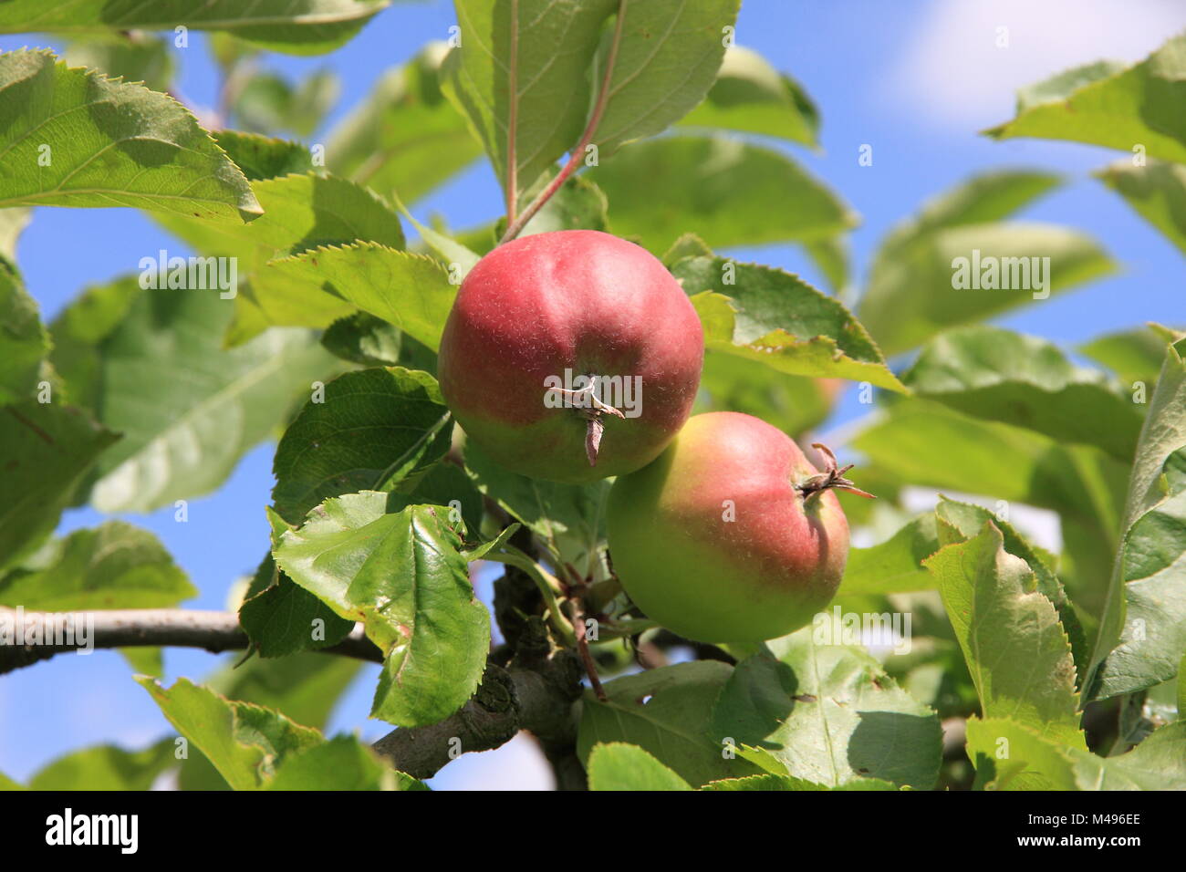 Red-cheeked apples Stock Photo